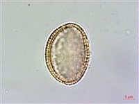 山芥菜藏品圖，第3張