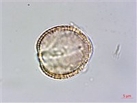 山芥菜藏品圖，第4張