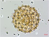 野牽牛藏品圖，第2張