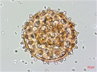 野牽牛藏品圖，第3張