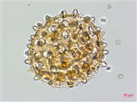 野牽牛藏品圖，第4張