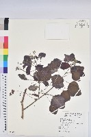 紫錦木、非洲紅藏品圖，第1張