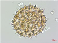 番仔藤藏品圖，第2張