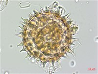 番仔藤藏品圖，第3張