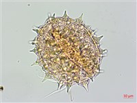 番仔藤藏品圖，第4張