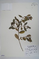 羊角藤、武靴藤藏品圖，第1張