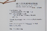 假川牛膝藏品圖，第2張