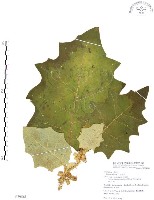 羊不食、毛茄藏品圖，第1張