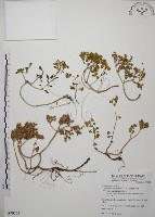 台灣佛甲草、石板菜藏品圖，第1張