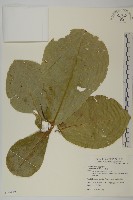 欖仁藏品圖，第1張