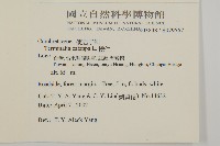 欖仁藏品圖，第2張