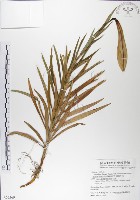 粗莖麝香百合、糙莖麝香百合、鐵炮百合藏品圖，第1張