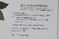 直立半插花藏品圖，第2張