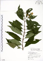 華八仙藏品圖，第1張