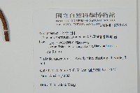 蘭嶼絡石藏品圖，第5張