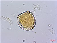 蘭嶼絡石藏品圖，第3張