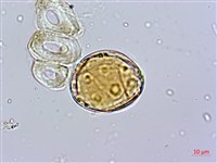 蘭嶼絡石藏品圖，第4張