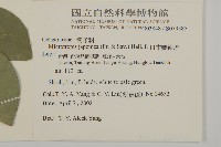 日本賽衛矛、日本假衛矛藏品圖，第2張