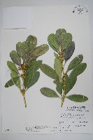 蘭嶼念珠藤藏品圖，第1張