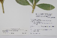 蘭嶼念珠藤藏品圖，第5張