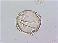 蘭嶼念珠藤藏品圖，第2張