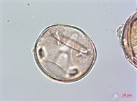 蘭嶼念珠藤藏品圖，第3張