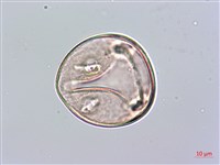 蘭嶼念珠藤藏品圖，第4張