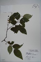 草野氏冬青藏品圖，第1張