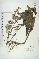 走馬胎藏品圖，第1張