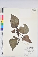 紅肉橙蘭、華血桐藏品圖，第1張