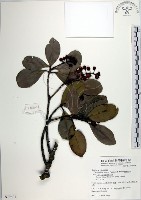 蘭嶼胡桐藏品圖，第1張