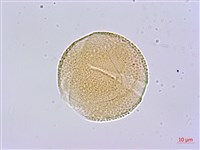 蘭嶼胡桐藏品圖，第2張