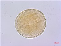 蘭嶼胡桐藏品圖，第3張