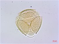 蘭嶼胡桐藏品圖，第4張