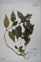 直立半插花藏品圖，第1張