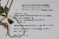 直立半插花藏品圖，第2張