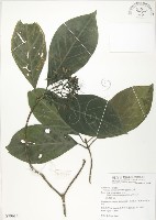 錫蘭玉心花藏品圖，第1張