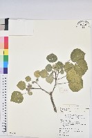 圓葉血桐藏品圖，第1張