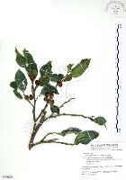 白肉榕、島榕藏品圖，第1張