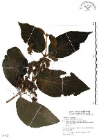 杜虹花，台灣紫珠藏品圖，第1張