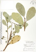 鵝鑾鼻蔓榕藏品圖，第1張