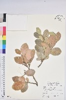 白樹仔藏品圖，第1張