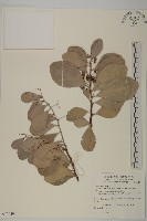 蘭嶼裸實藏品圖，第1張