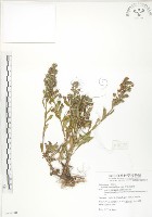 茅毛珍珠菜藏品圖，第1張