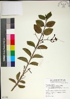 苦林盤藏品圖，第1張