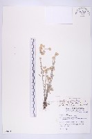 鼠麴草藏品圖，第1張