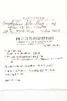 鼠麴草藏品圖，第2張