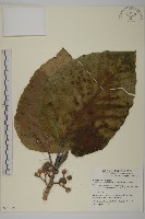 錐頭麻藏品圖，第1張