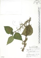 青苧麻藏品圖，第1張