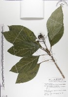 青脆枝藏品圖，第1張